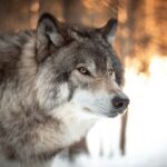 Loup solitaire dans la neige au coucher du soleil