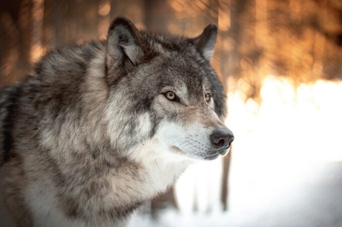 Loup solitaire dans la neige au coucher du soleil